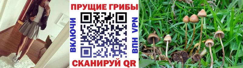 KRAKEN ссылки  Бородино  Галлюциногенные грибы Cubensis  купить  